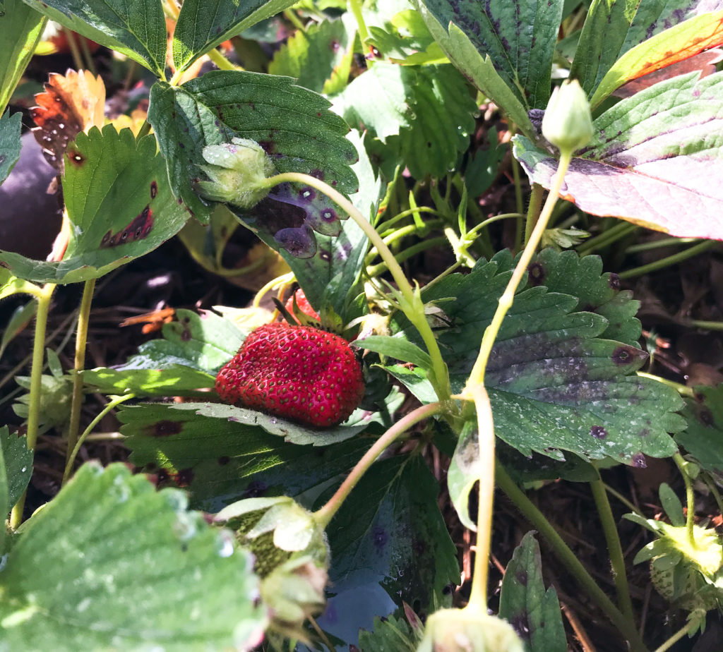 A sun-ripened strawberry