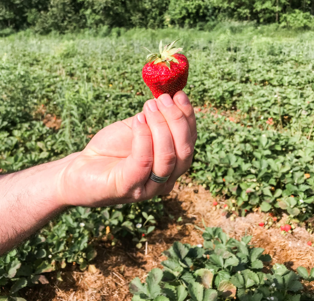 A freshly picked strawberry from Fulton Farms in Troy, Ohio