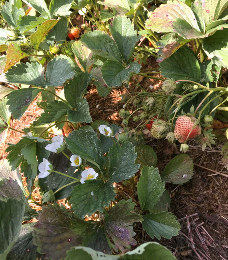 Young strawberries in a field