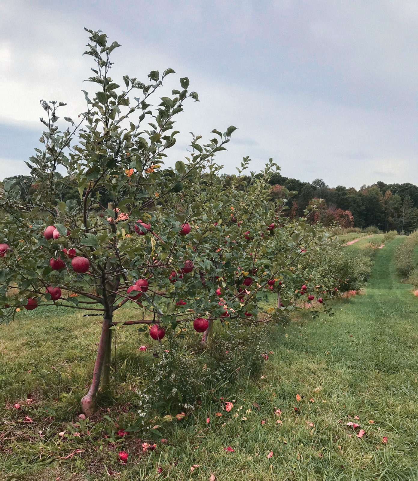 Ohio Puco Apples To Apples 00 - 99fxvue