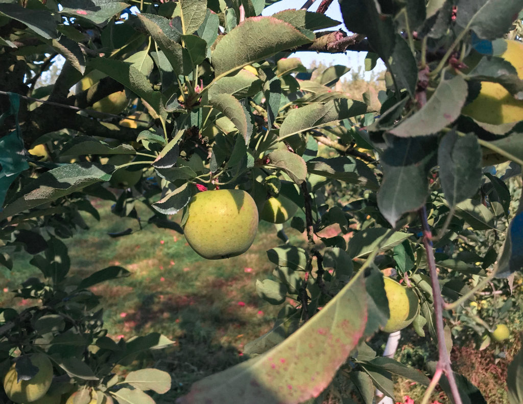 Closeup of a green apple hanging from a leafy apple tree in an orchard on a blue-skied day