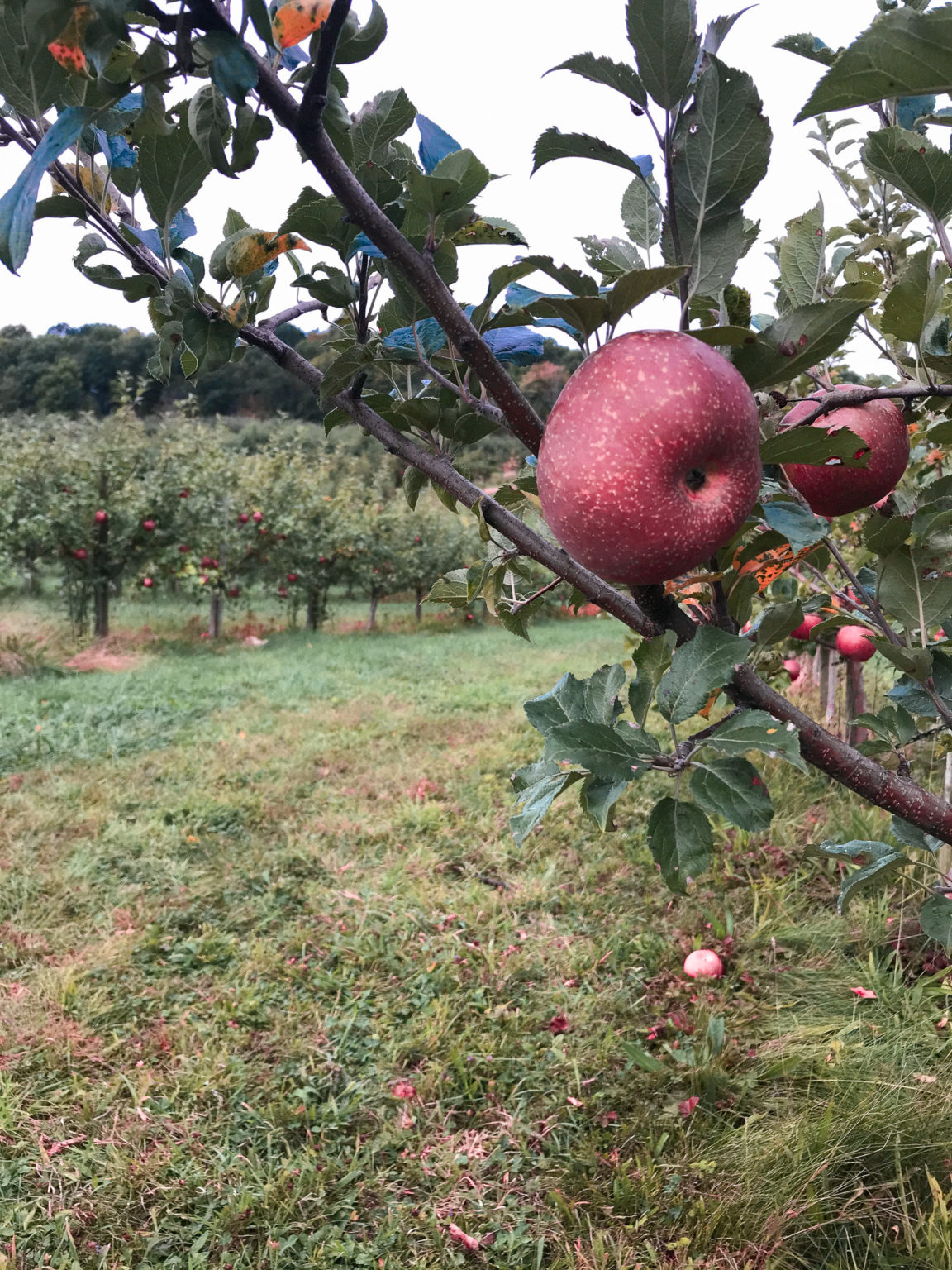 How 'Bout Them Ohio Apples?