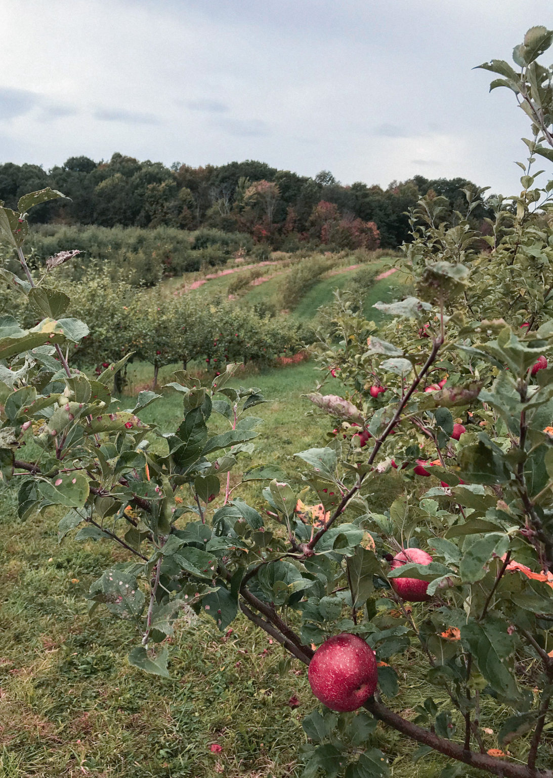 How 'Bout Them Ohio Apples?