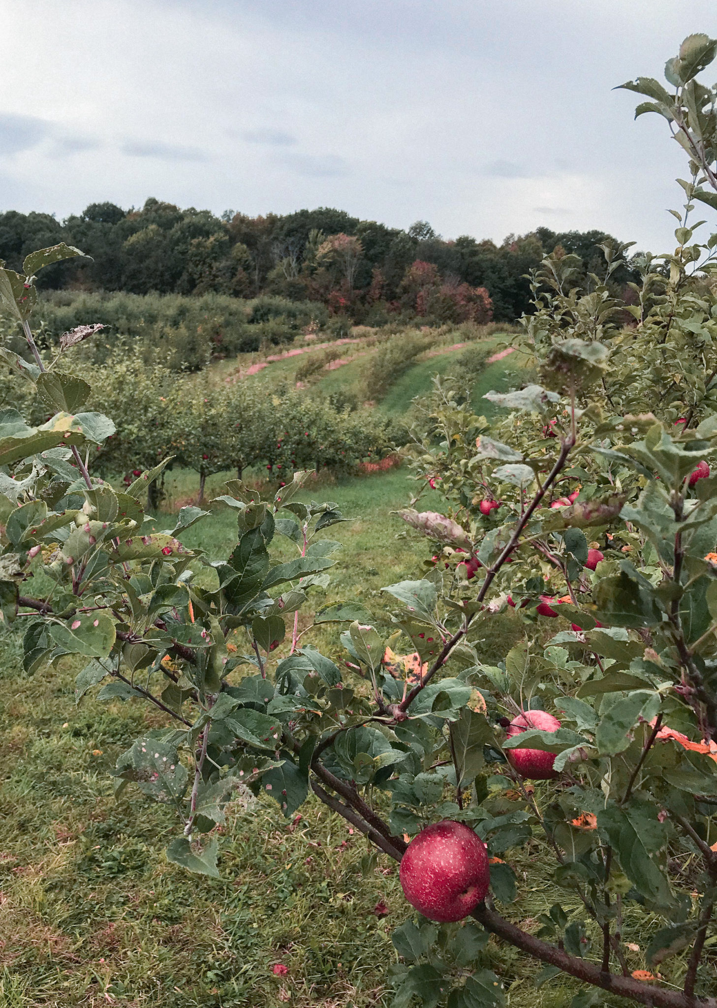 Ohio Puco Apples To Apples 00