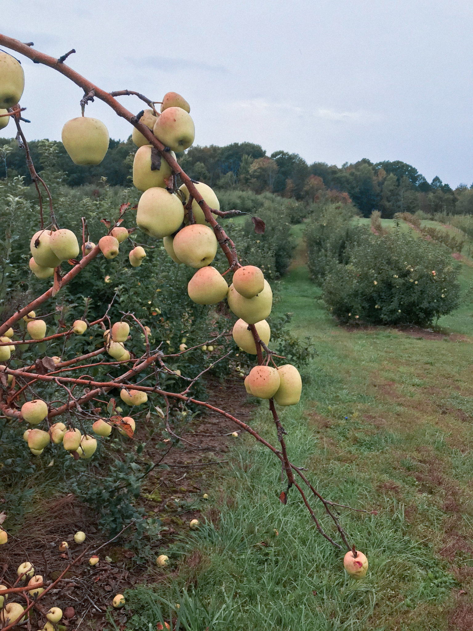Ohio Puco Apples To Apples 00 - j46vdci